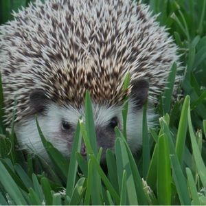 Meet your Posher, Bat